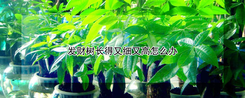 发财树长得又细又高怎么办（发财树长的又细又高怎么办）