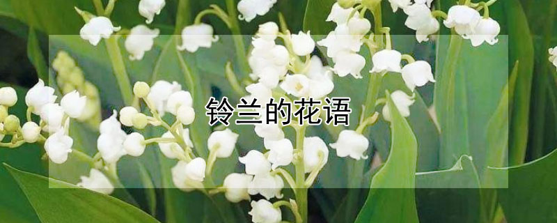 铃兰的花语（铃兰的花语是什么）