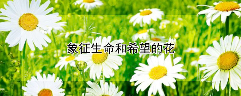 象征生命和希望的花 象征生命和希望的花语