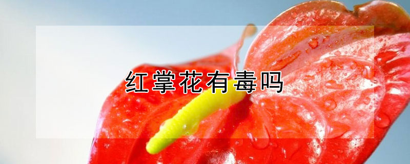 红掌花有毒吗 红掌花有毒吗有什么说法