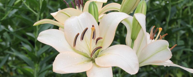 代表友情的花（代表友情的花语是什么花）