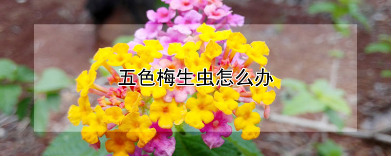 五色梅生虫怎么办 五色梅容易生虫吗