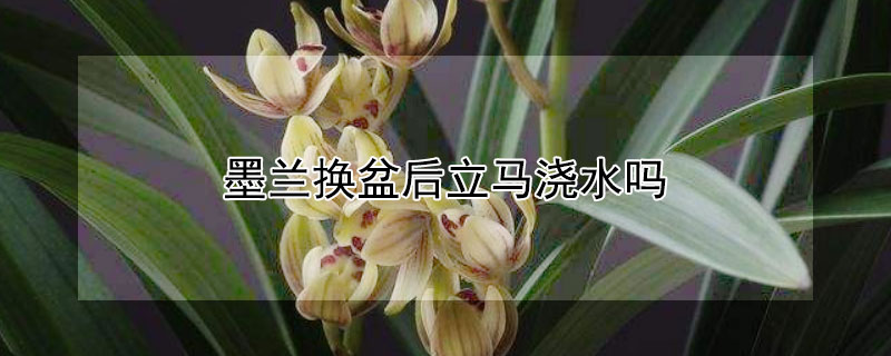 墨兰换盆后立马浇水吗（兰花换盆后怎么浇水）