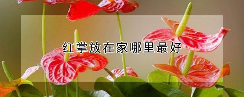红掌放在家哪里最好(红掌放在家摆哪里最好)