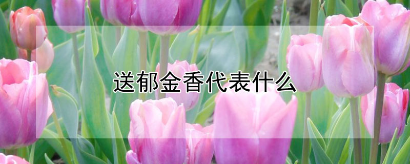 送郁金香代表什么（送郁金香的寓意是什么）