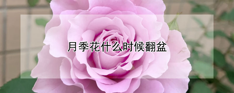 月季花什么时候翻盆（盆栽月季什么时间翻盆）