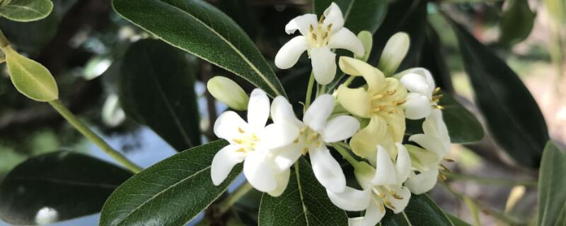 海桐的花语和象征（海桐花花语寓意）