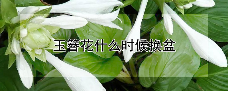 玉簪花什么时候换盆（玉簪换盆时间）