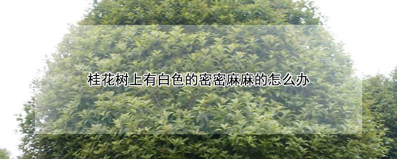 桂花树上有白色的密密麻麻的怎么办(桂花树枝上有白色东西图片)