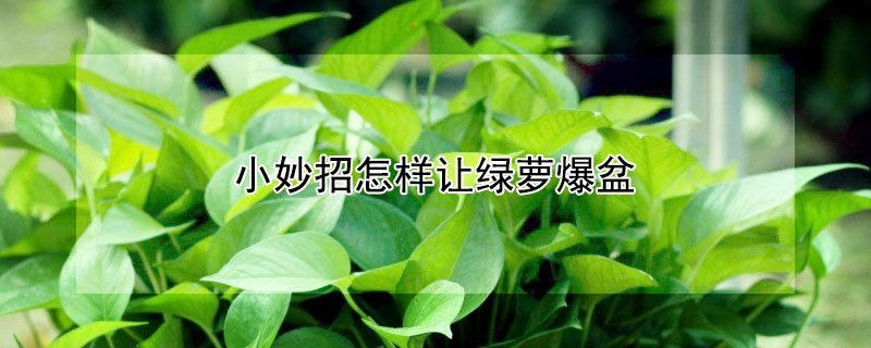 小妙招怎样让绿萝爆盆 让绿萝爆盆的8个方法