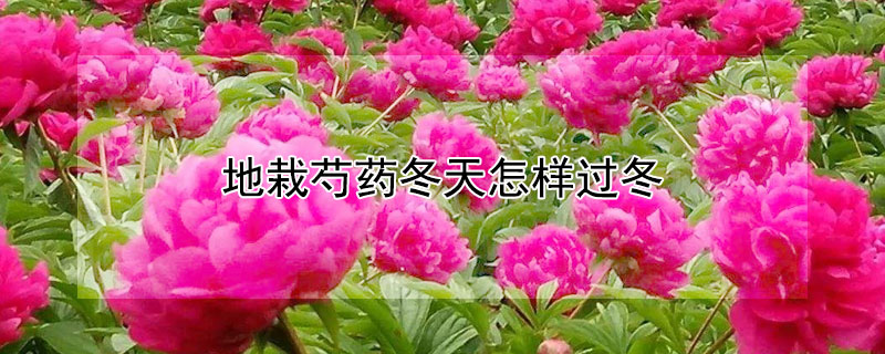 地栽芍药冬天怎样过冬 地栽芍药冬季如何管理