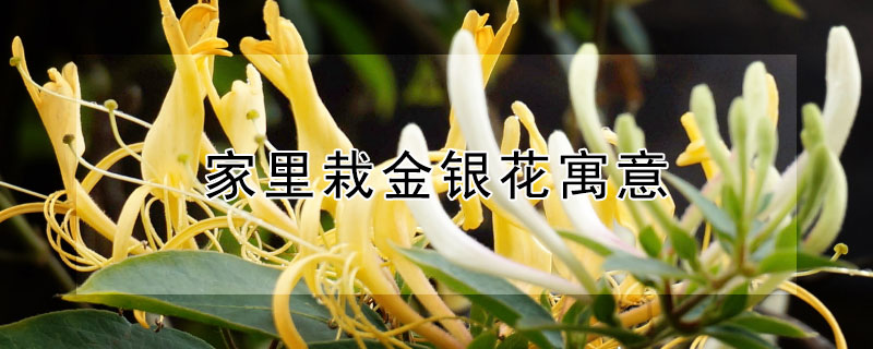 家里栽金银花寓意（家里栽金银花与风水）