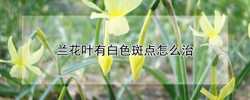 兰花叶有白色斑点怎么治（兰花叶有白色斑点怎么办）