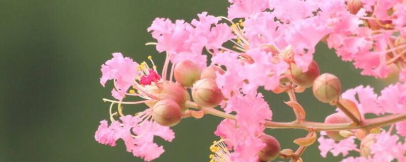 紫薇花的象征意义 紫薇花代表