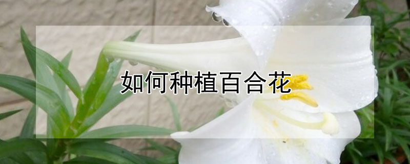 如何种植百合花（怎样栽种百合花）