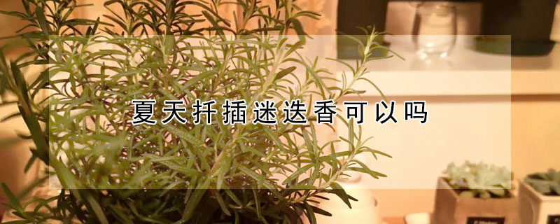 夏天扦插迷迭香可以吗(迷迭香能插扦吗)