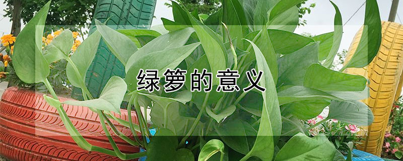 绿箩的意义(绿箩的象征意义)