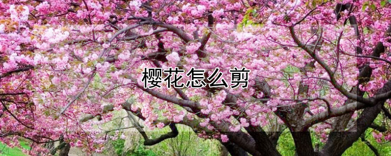 樱花怎么剪 剪纸樱花怎么剪