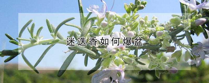 迷迭香如何爆盆（迷迭香怎么爆盆）