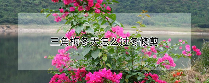三角梅冬天怎么过冬修剪(三角梅冬天怎么过冬修剪视频)