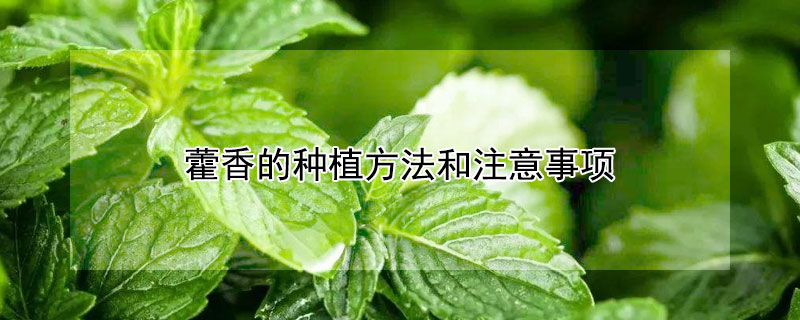 藿香的种植方法和注意事项 藿香的养殖方法和注意事项
