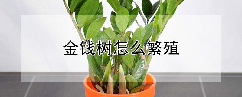金钱树怎么繁殖(金钱树怎么繁殖?)