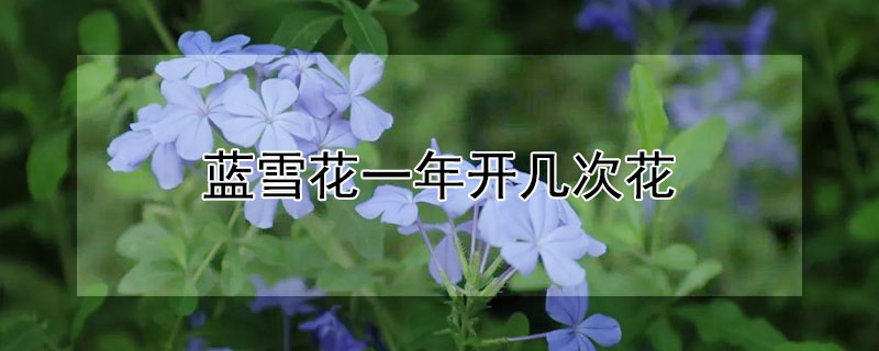 蓝雪花一年开几次花（蓝雪花第一年开花吗）