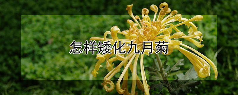 怎样矮化九月菊（菊花矮化方法）
