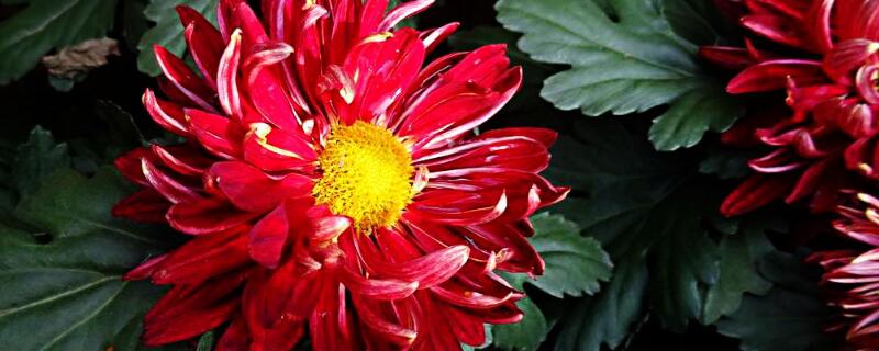 红菊花有什么意思 红花是菊花吗