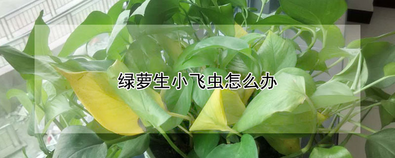 绿萝生小飞虫怎么办 绿萝生虫子怎么办