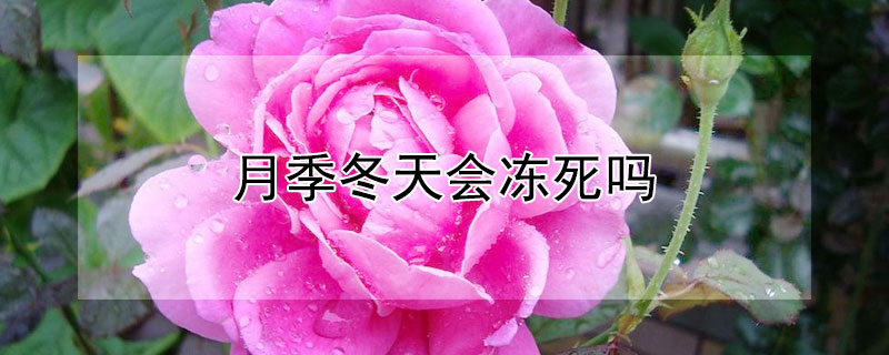 月季冬天会冻死吗（爬藤月季冬天会冻死吗）