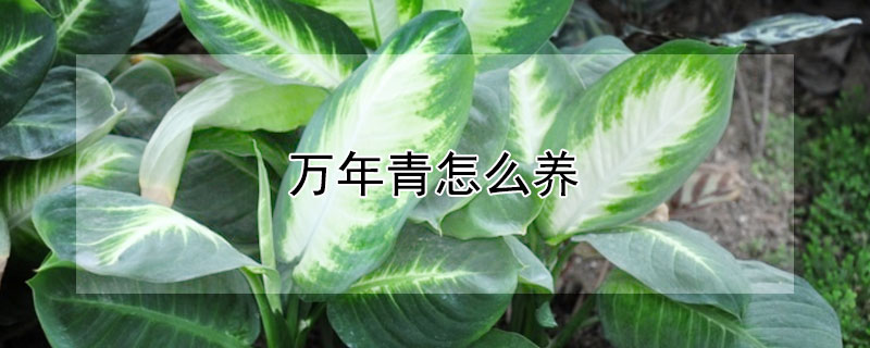 万年青怎么养(万年青怎么养叶子更绿)