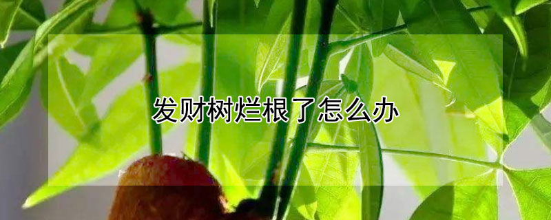 发财树烂根了怎么办 发财树烂根了怎么办?救治方法如下视频