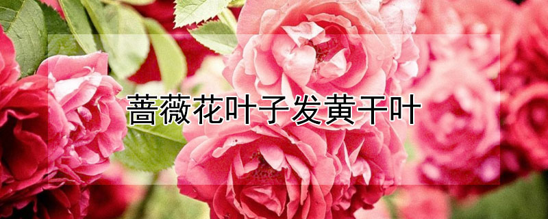 蔷薇花叶子发黄干叶（蔷薇花叶子发黄）