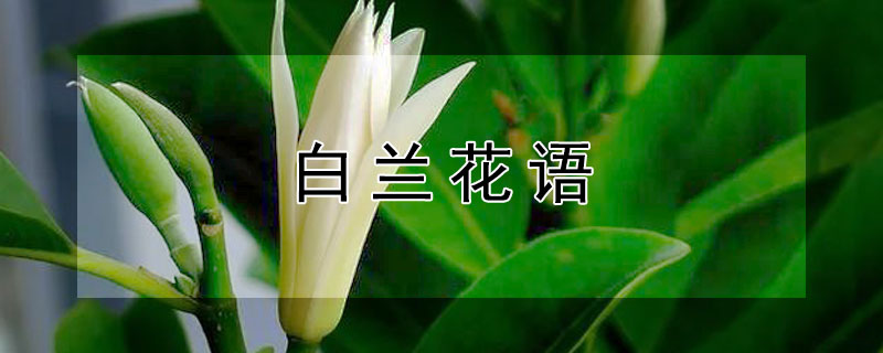 白兰花语（白兰花语是什么?）