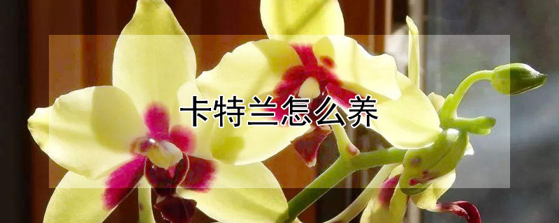 卡特兰怎么养（卡特兰怎么养护视频）