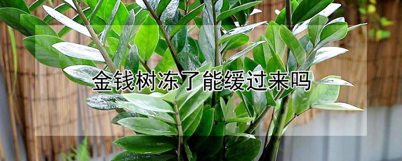 金钱树冻了能缓过来吗（金钱树冻伤了还能活吗）