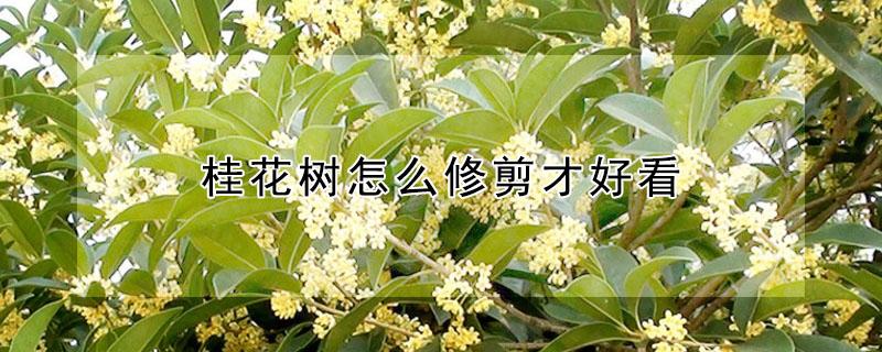 桂花树怎么修剪才好看 桂花树怎么修剪才好看金