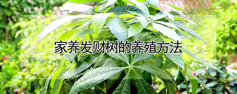 家养发财树的养殖方法 发财树的家庭养殖方法