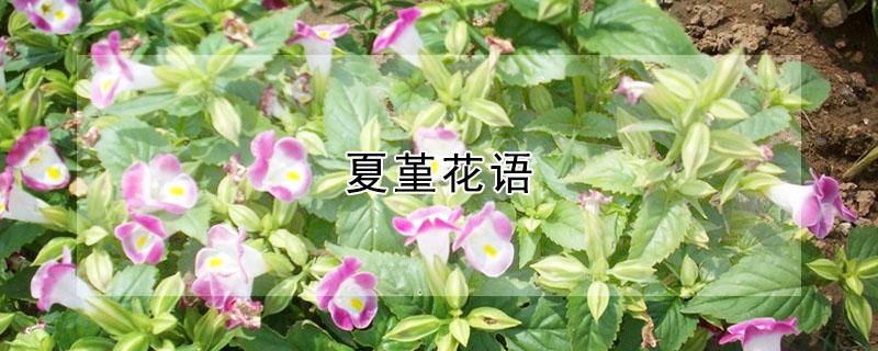 夏堇花语 夏堇花语及传说