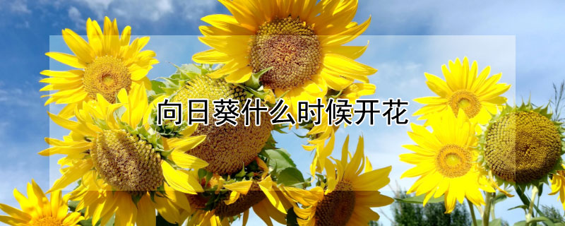 向日葵什么时候开花（向日葵什么时候开花结果）