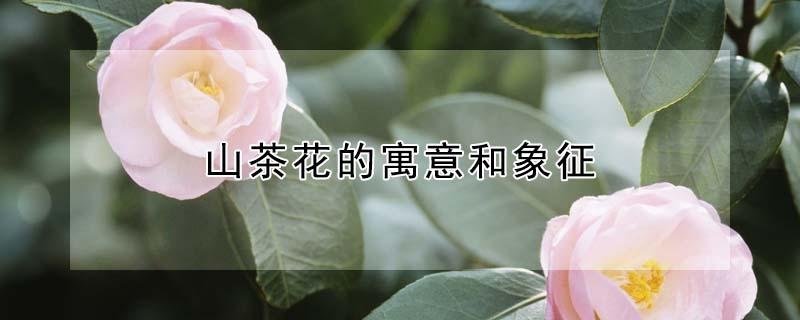 山茶花的寓意和象征(山茶花的象征意义以及花的花语)