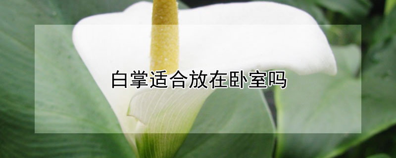 白掌适合放在卧室吗（白掌是否适合放在卧室）