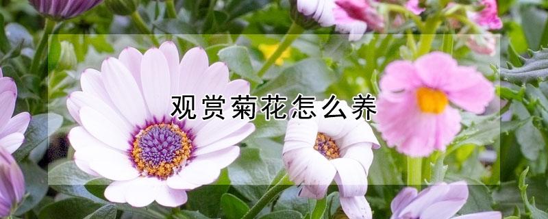 观赏菊花怎么养（观赏小菊花怎么养）