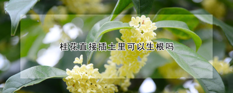 桂花直接插土里可以生根吗 桂花怎么生根