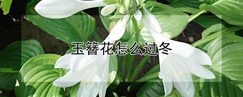 玉簪花怎么过冬(玉簪花冬天落叶吗)