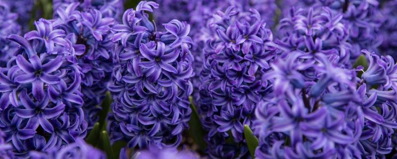 道歉送什么花（道歉送什么花给男朋友）