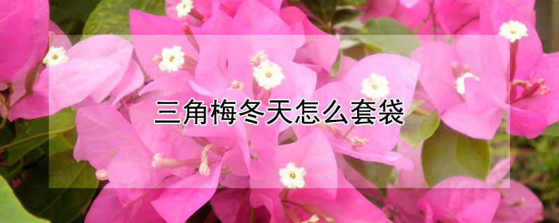 三角梅冬天怎么套袋 三角梅套袋能晒太阳吗