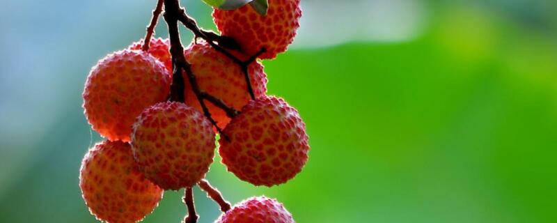 荔枝寓意 52颗荔枝寓意