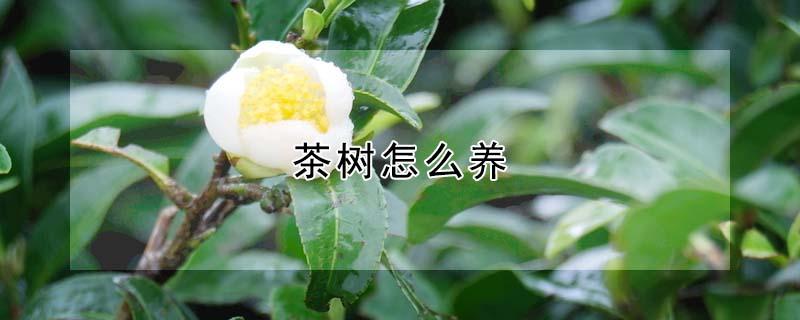 茶树怎么养（茶树怎么养才长得好）